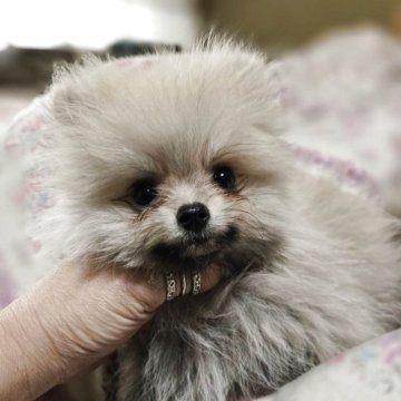 ポメラニアン【京都府・男の子・2025年8月23日・セーブル】の写真「可愛いお顔の男の子」