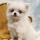 ポメラニアン