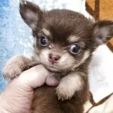 チワワ(ロング)【京都府・女の子・2025年8月14日・チョコタン】の写真2