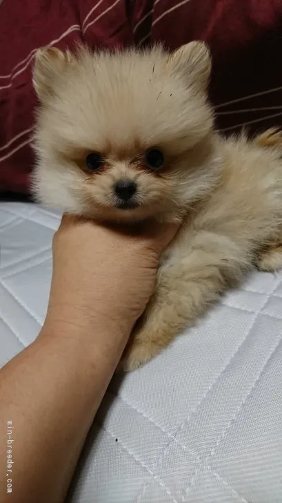 ぴょん 様のお迎えした子犬