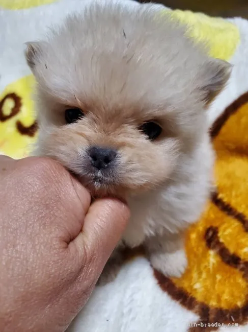 ID：2102-00953の子犬