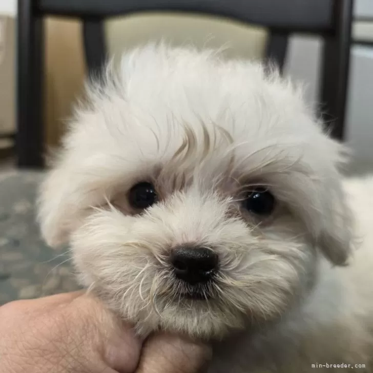 ID：2408-03062の子犬