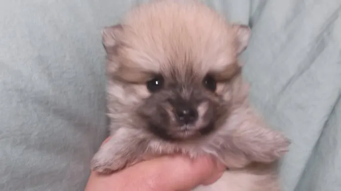 流星ワゴン 様のお迎えした子犬