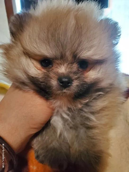 ID：2105-01131の子犬