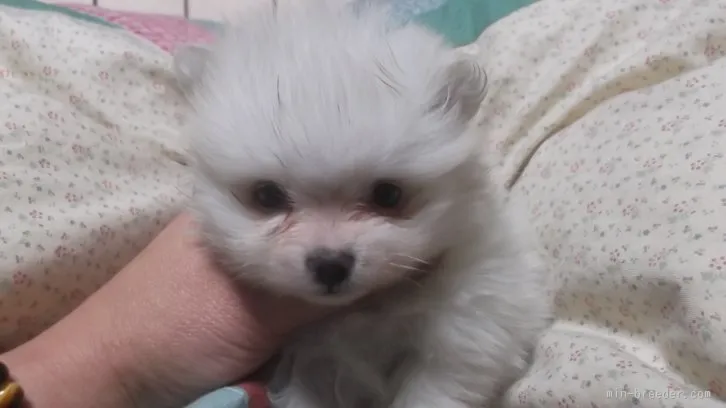 ID：1512-00021の子犬