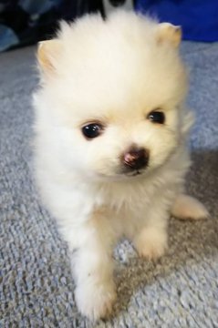 ポメラニアン【京都府・男の子・2020年3月22日・クリーム】の写真「小振りで可愛い男の子」