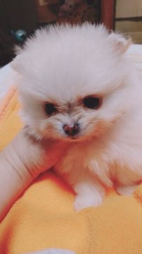 ポメラニアン【京都府・女の子・2019年4月4日・クリーム】の写真「真ん丸の女の子」