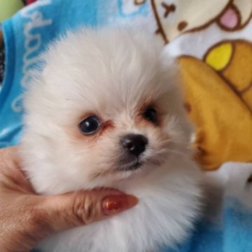 ポメラニアン【京都府・男の子・2023年1月4日・ホワイト】の写真「可愛い男の子」