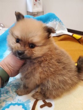 ポメラニアン【京都府・男の子・2022年2月2日・オレンジ】の写真「長男の男の子」