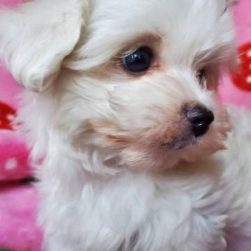 マルチーズ【京都府・女の子・2022年11月2日・ホワイト】の写真「小ぶりで優しいお顔の女の子」