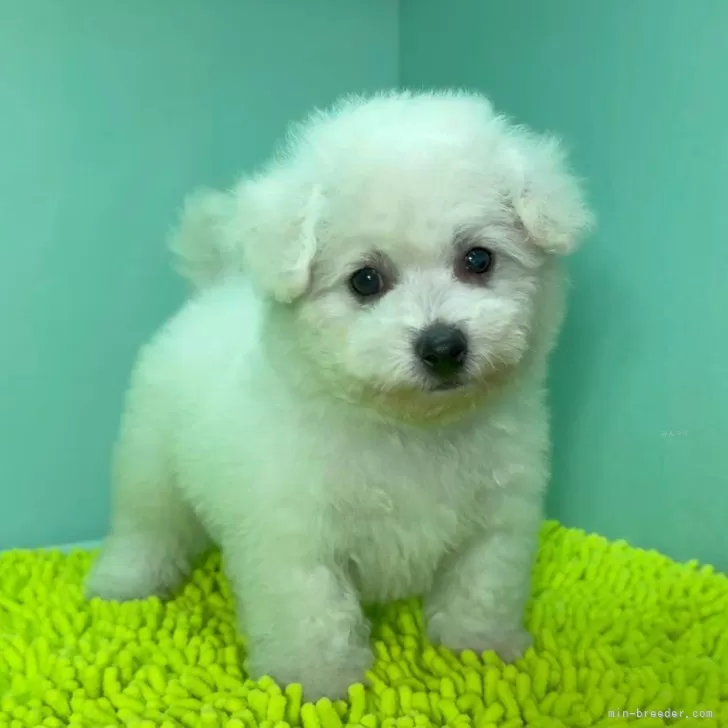 T.H 様のお迎えした子犬