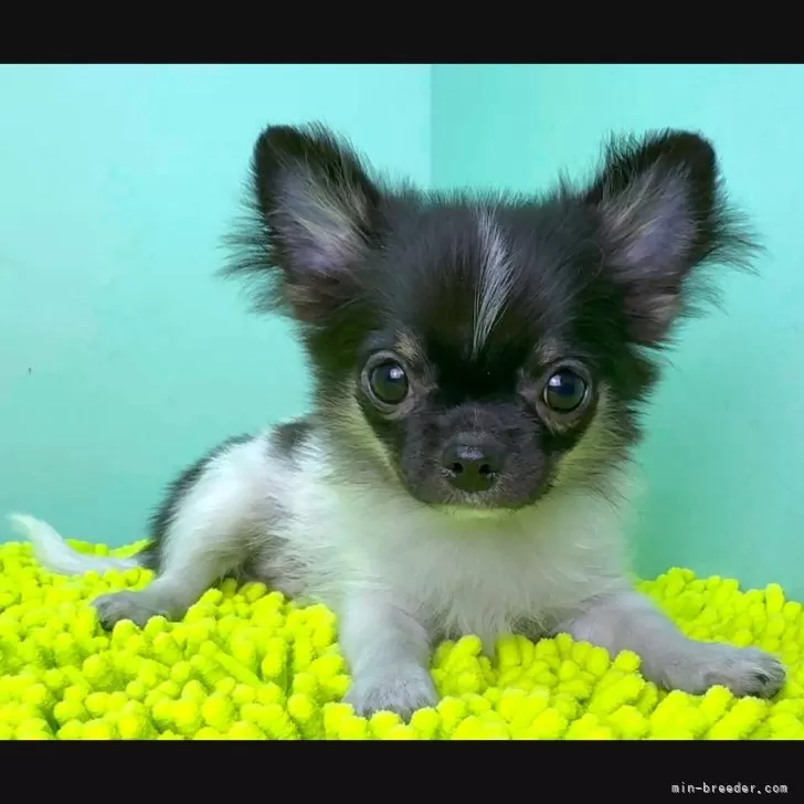 ID:2507-02268の子犬