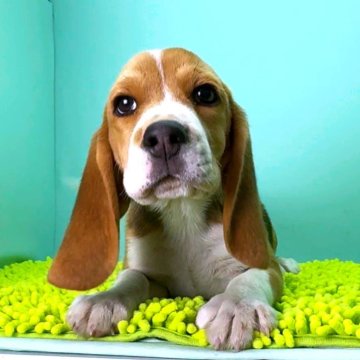 ビーグル【栃木県・男の子・2025年8月23日・ブラックタン&ホワイト】の写真「しっかりした骨格の男の子です。」