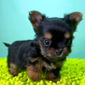 ミックス(チワワ×ヨークシャーテリア)【栃木県・女の子・2025年10月21日・ブラックタン&ホワイト】の写真「小柄で人懐こい子です。」