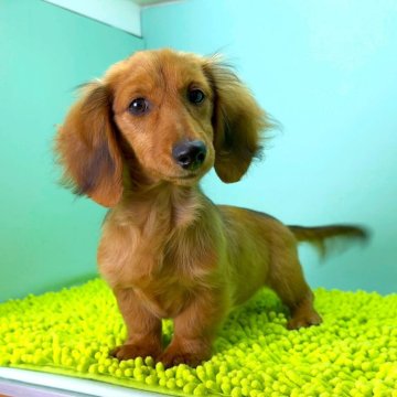 ミニチュアダックスフンド(ロング)【栃木県・女の子・2025年7月13日・シェーディッドレッド】の写真「小柄で大人しい性格の女の子です。」