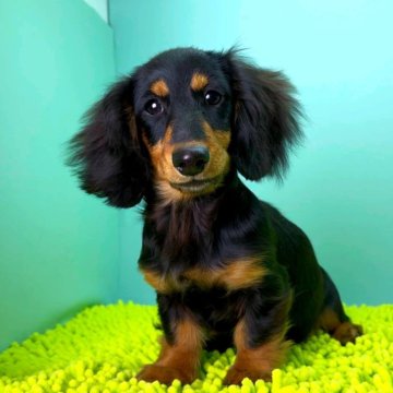 ミニチュアダックスフンド(ロング)【栃木県・女の子・2025年7月29日・ブラック&タン】の写真「人懐こく活発な性格の女の子です。」