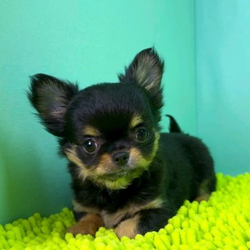 チワワ(ロング)【栃木県・女の子・2025年8月18日・ブラックタン&ホワイト】の写真「小柄で人懐こい脚の短い子です。」