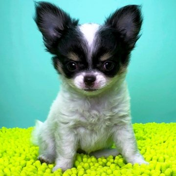 チワワ(ロング)【栃木県・女の子・2025年8月18日・ホワイトブラック&タン】の写真「脚の短い太いブレイズが入った子です。」