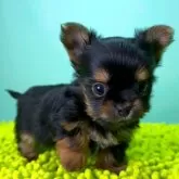 ミックス(チワワ×ヨークシャーテリア)【栃木県・女の子・2025年10月21日・ブラックタン&ホワイト】の写真1「12/8計測535ｇ」