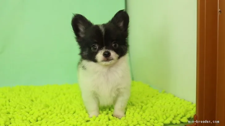 あまくん 様のお迎えした子犬