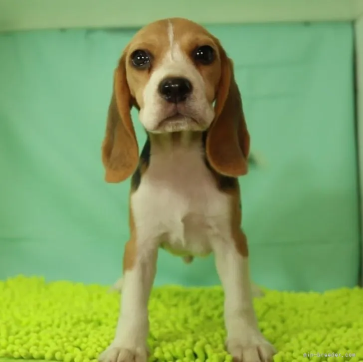 ID：2307-03294の子犬