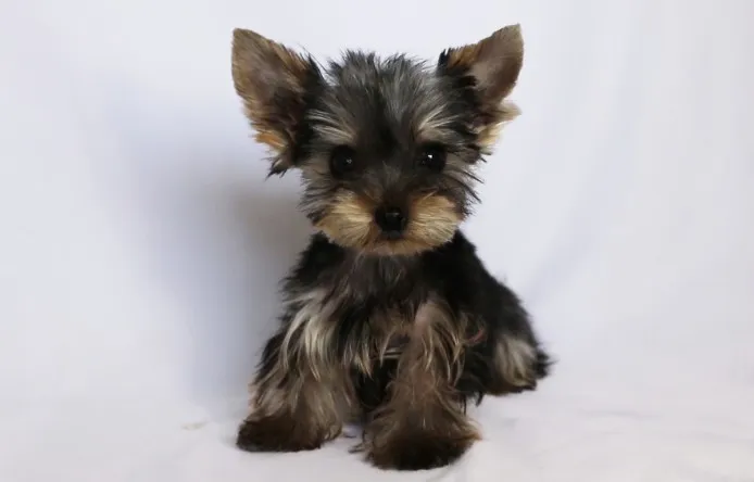 ID:1405-00840の子犬