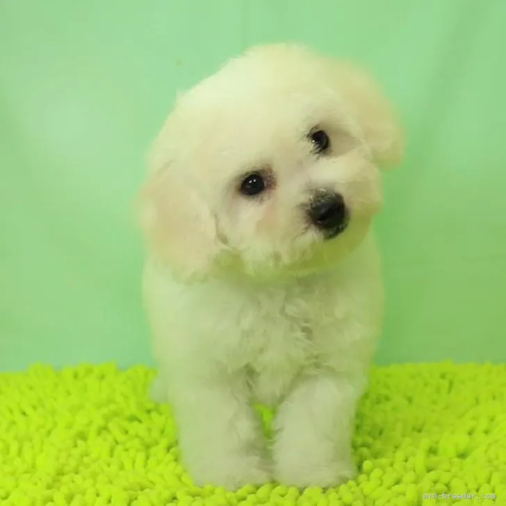 ID：2206-01199の子犬