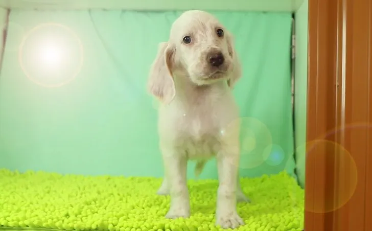 ID：1611-01954の子犬
