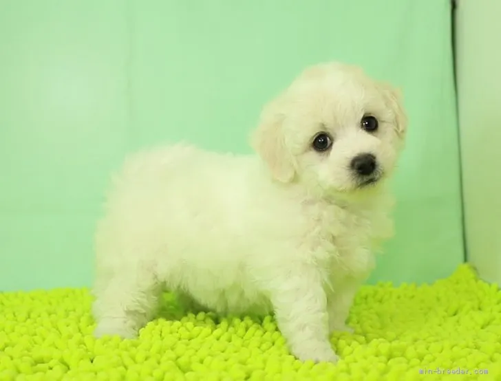 a.s 様のお迎えした子犬