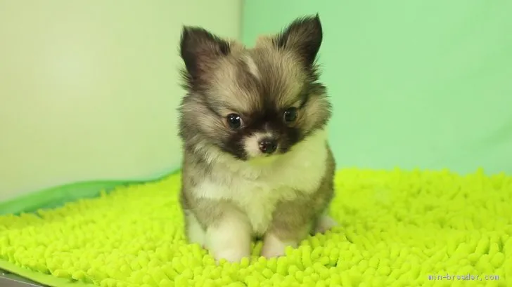 モモ 様のお迎えした子犬