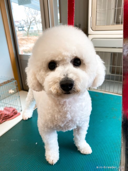 ビションフリーゼ【・男の子・2019年9月2日・ホワイト】