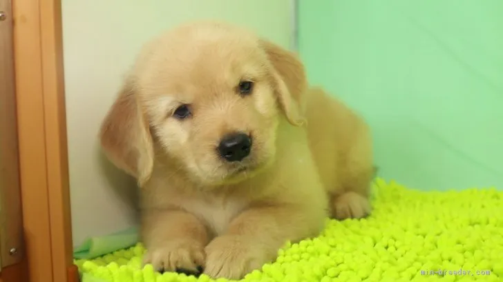 ID：1907-00066の子犬