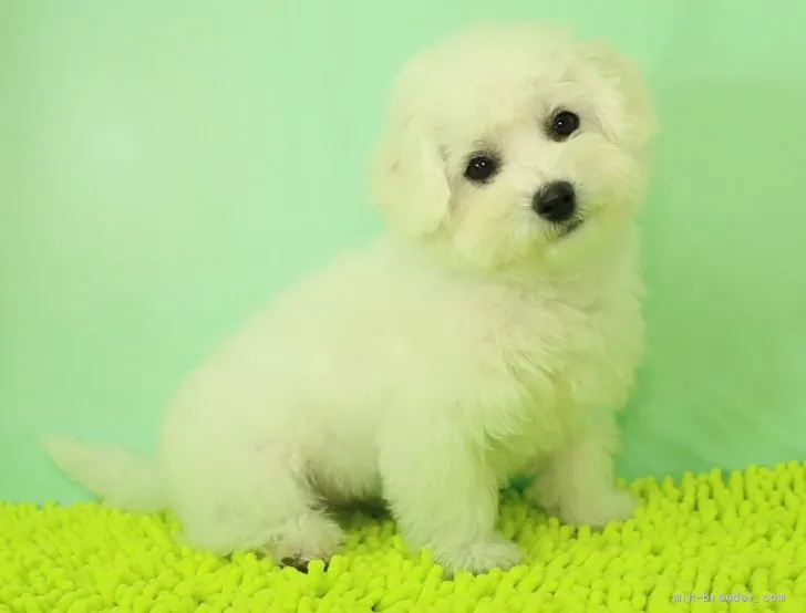 マナティ 様のお迎えした子犬