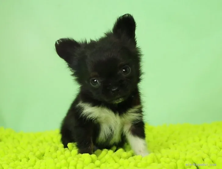 くう 様のお迎えした子犬