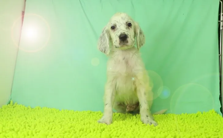 ID：1611-01956の子犬