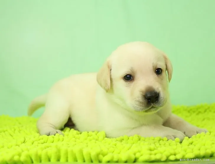 S.S 様のお迎えした子犬