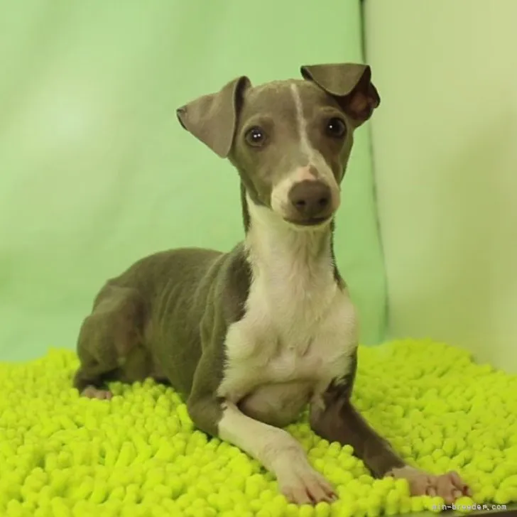 ID：2303-04995の子犬