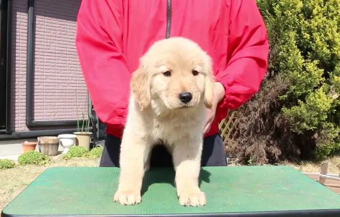 ID：1404-00594の子犬