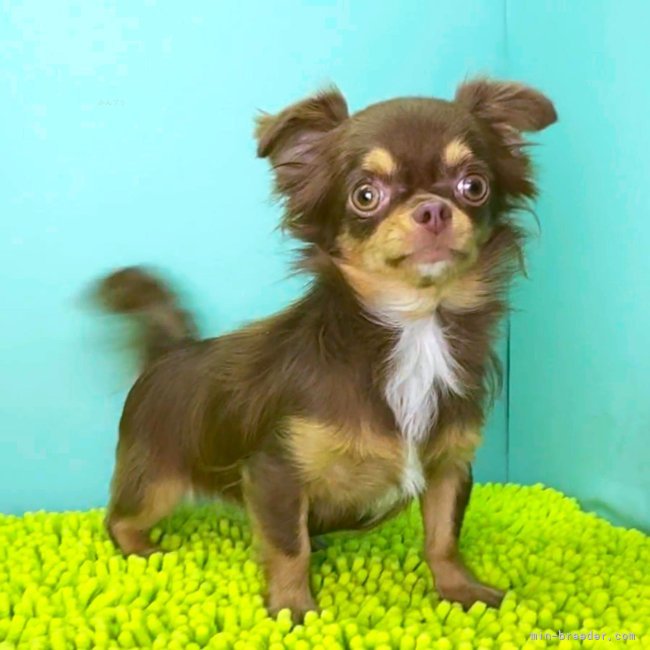 チワワ(ロング)【・女の子・2024年6月29日・チョコレートタン&amp;ホワイト】