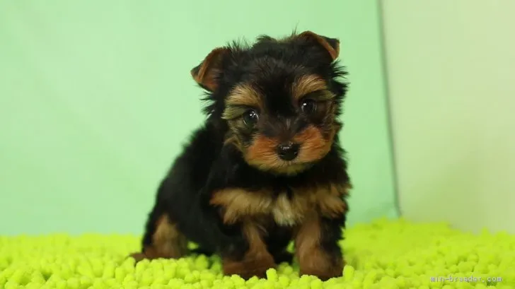 miya 様のお迎えした子犬