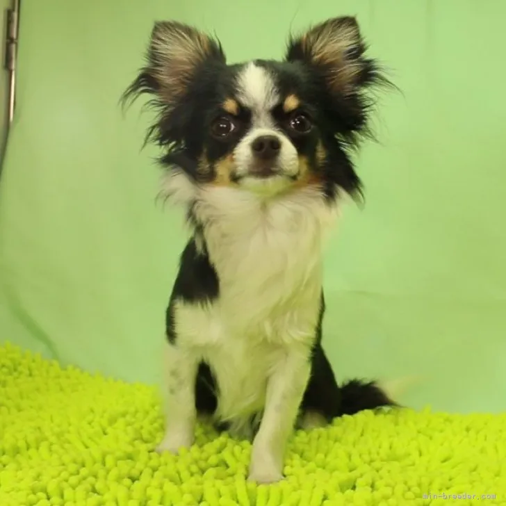 ID：2303-02347の子犬