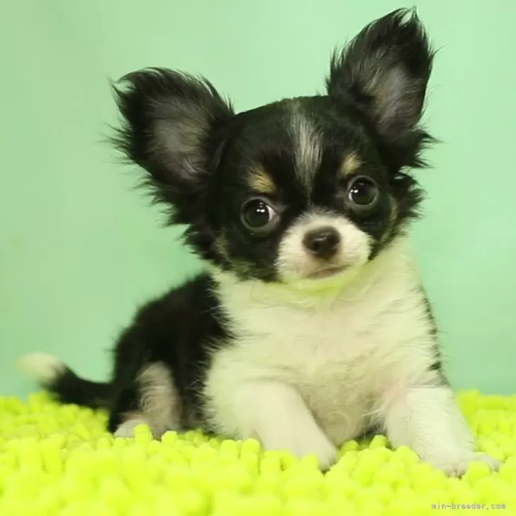 K.N 様のお迎えした子犬