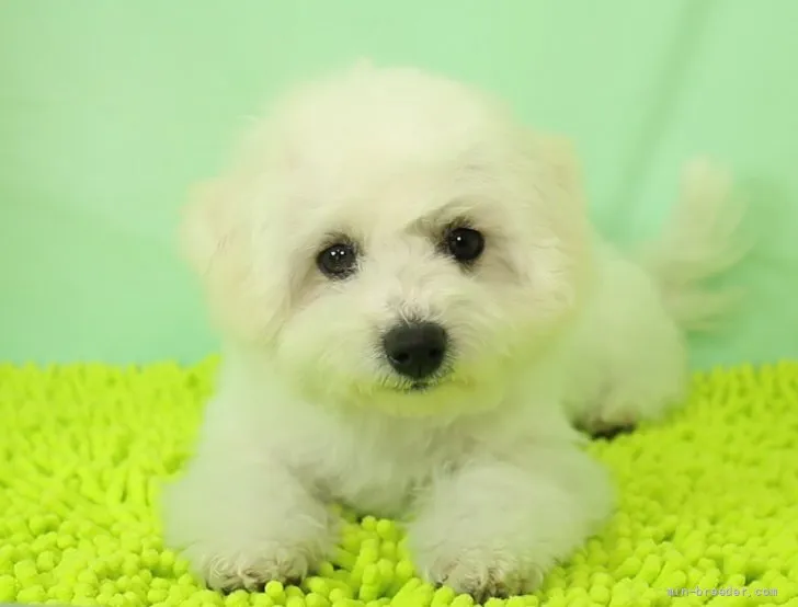 ID：2111-02091の子犬