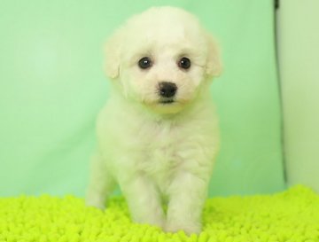 ビションフリーゼ【栃木県・女の子・2021年2月14日・ホワイト】の写真「活発で人懐こい性格です。」