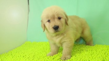ゴールデンレトリバー【栃木県・女の子・2017年5月31日・ゴールド】の写真「しっかりした系統の子犬です。」