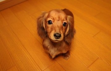 ミニチュアダックスフンド(ロング)【栃木県・女の子・2014年8月1日・シェーディッドレッド】の写真「極小な女の子★」