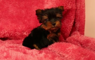 ヨークシャーテリア【栃木県・男の子・2014年10月9日・ダークスチールブルー&タン】の写真「良血統★足・マズルの短い小柄な男の子！」