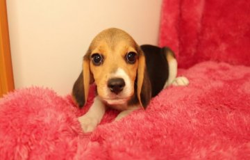 ビーグル【栃木県・女の子・2015年6月13日・ブラックタン&ホワイト】の写真「良血統の小柄な女の子です♪」