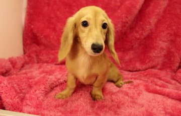 ミニチュアダックスフンド(ロング)【栃木県・男の子・2014年6月3日・シェーディッドクリーム】の写真「色素の強いクリーム男の子★」