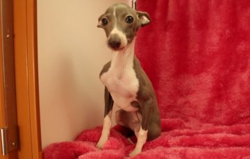 イタリアングレーハウンド【栃木県・男の子・2014年7月17日・ブルー&ホワイト】の写真「小柄な男の子」